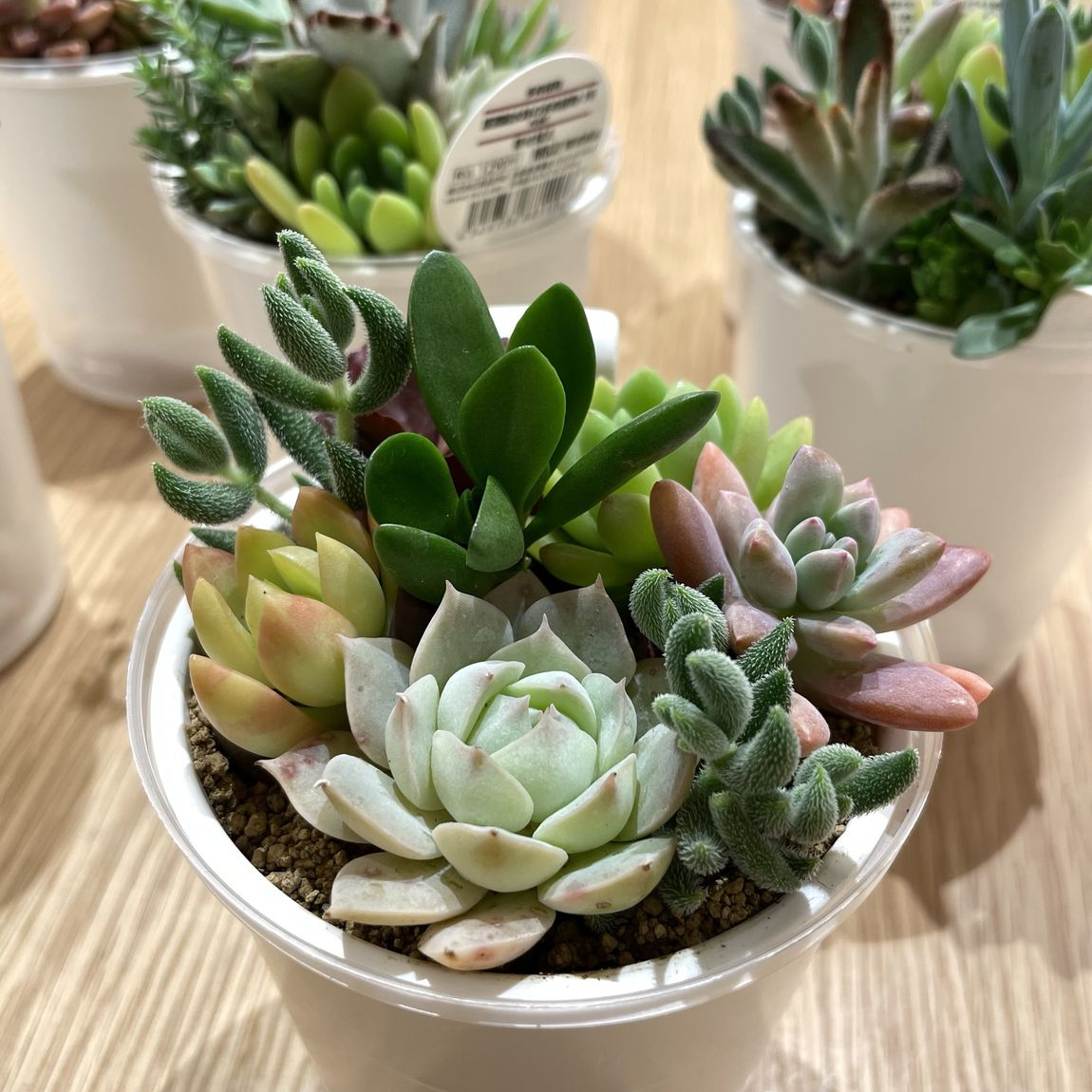 西友荻窪】 多肉植物、入荷しています｜ 無印良品